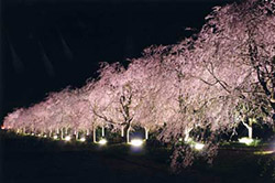 京都府緑化センター　しだれ桜ライトアップ