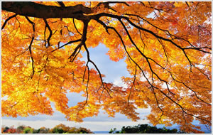 山上の秋景画像
