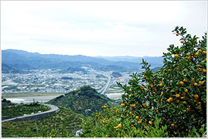 みかん畑から見える阪和道　画像
