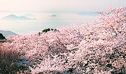 第41回紫雲出山桜まつり