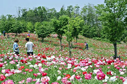 国営讃岐まんのう公園 春らんまんフェスタ
