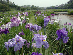 トンボ自然公園 花菖蒲まつり