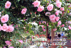 あいずみ 春のバラまつり