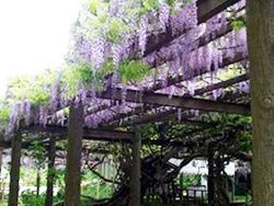才ノ神の藤まつり
