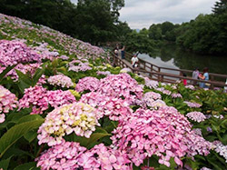 国営讃岐まんのう公園 あじさいまつり
