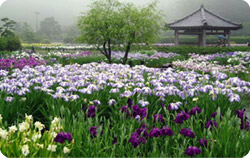 永沢寺 花しょうぶ園