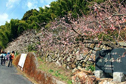明谷梅林まつり