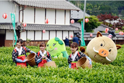 第36回　大国寺と丹波茶まつり