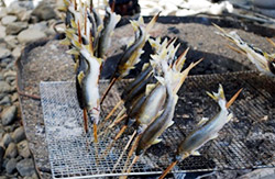 あやべ山家観光やな漁