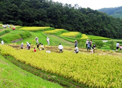 毛原の棚田『taikan』ツアー　稲刈り体験会