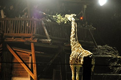 夜の動物園 のいちdeナイト