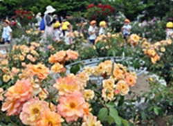 綾部バラ園　秋のバラまつり