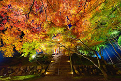 古刹　紅葉ライトアップ（明通寺・萬徳寺・神宮寺）