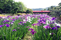 南楽園 花菖蒲まつり