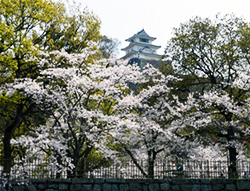 丸亀城桜まつり