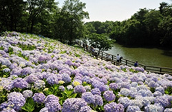 国営讃岐まんのう公園「あじさいまつり」