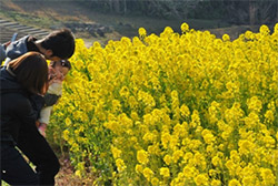 国営讃岐まんのう公園『早春フェスタ』