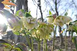 国営讃岐まんのう公園『早春フェスタ』