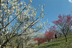 国営讃岐まんのう公園『早春フェスタ』