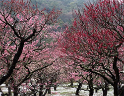 栗林公園 梅まつり