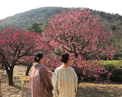 栗林公園 梅まつり