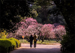 栗林公園 梅まつり