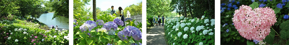 国営讃岐まんのう公園『あじさいまつり』