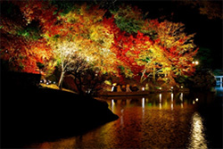 栗林公園　秋のライトアップ