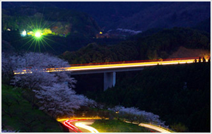 夕暮れの高速道と桜並木画像