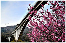 桃花の大橋画像