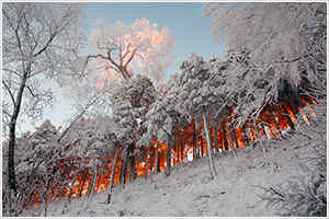 暁に染まる樹氷画像