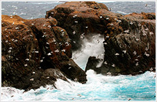 ウミネコの島画像