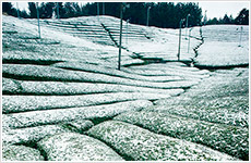 残雪の茶畑画像