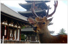 Five-storied Pagoda with a Japanese Deer～Summer画像