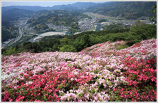冨士山の春画像