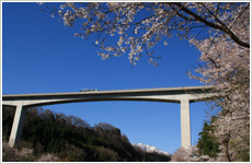 桜と高速道路画像
