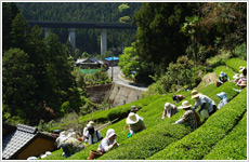 「山あいの茶摘み」 日野 清