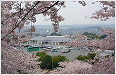 桜フレーム画像