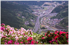 花咲く丘画像