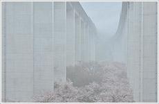 花霞画像