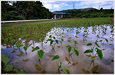 田芋畑のある風景画像