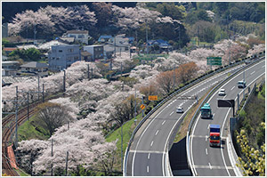 桜花爛漫の眺め画像