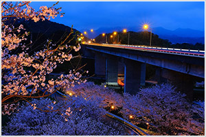 夜桜の大分道画像