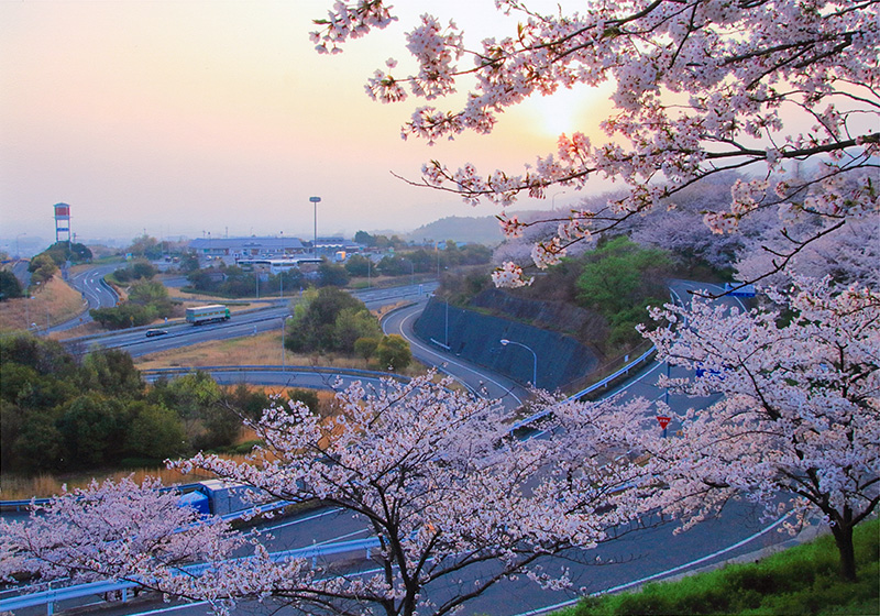 桜の石鎚山SA画像