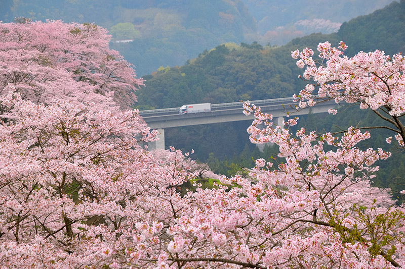 桜咲く人吉路画像